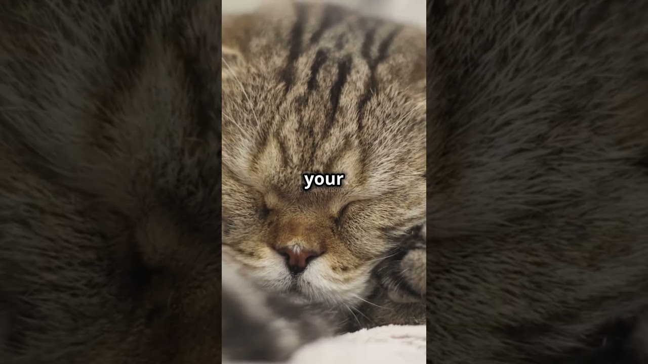 Did You Know Cats Can Dream Like Humans?