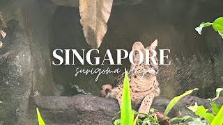 【vlog】3泊5日でシンガポール旅行！day2 part9 迫力満点！大型動物とショッピング編🐅🐘
