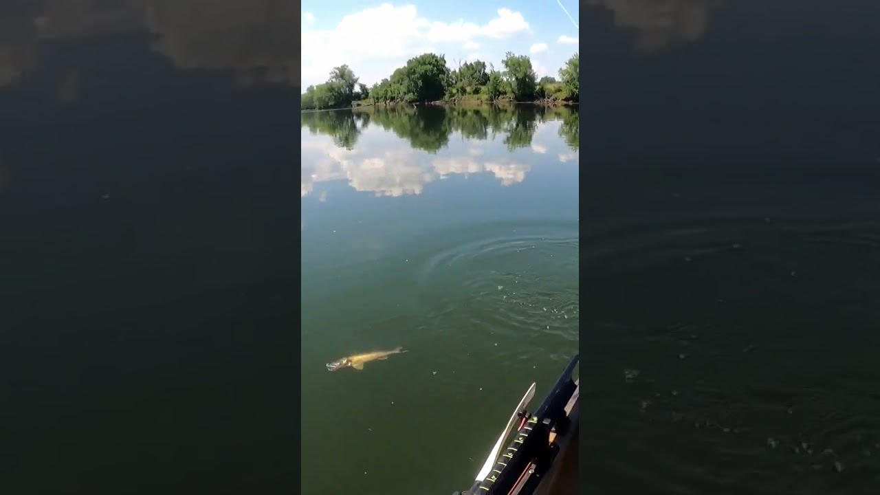 Walleye on the French Broad river 
