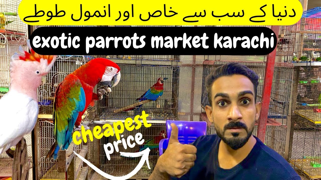 exotic parrots world expensive and famous birds cheapest price saddar empress market karachi 2025
