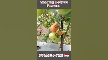 WOW SUKSES TANAM 15.000 TOMAT APEL SIAP PANEN