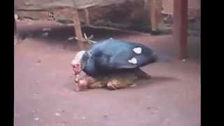 Смешное видео Смотреть приколы Такого я еще не видел! Смешное видео Смотреть приколы Такого я еще не видел!
