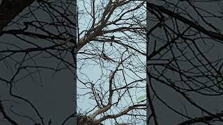 insect bird interaction #biology #science #nature #plants #birds #birdsounds #gardening #teambird