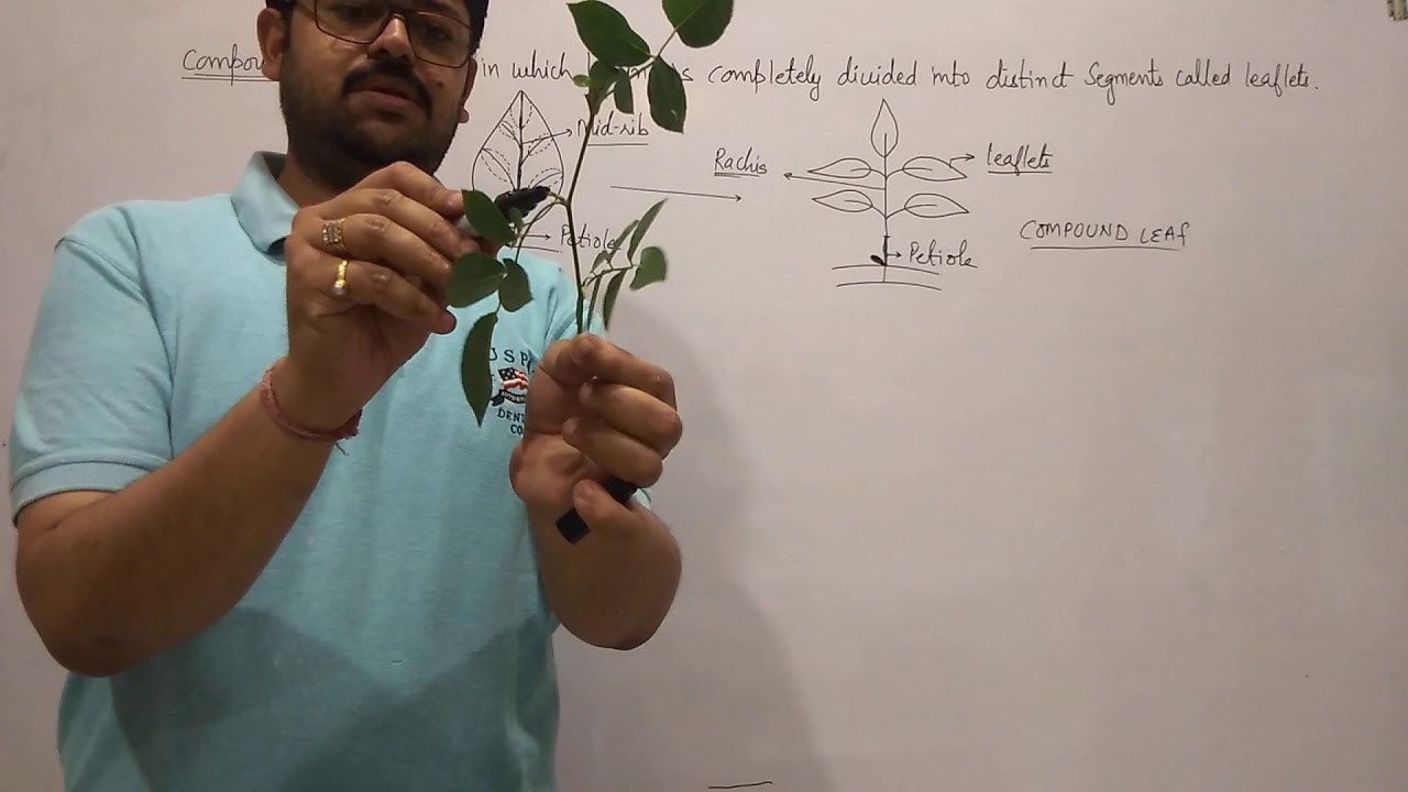 Simple And Compound Leaf YouTube Simple And Compound Leaf YouTube