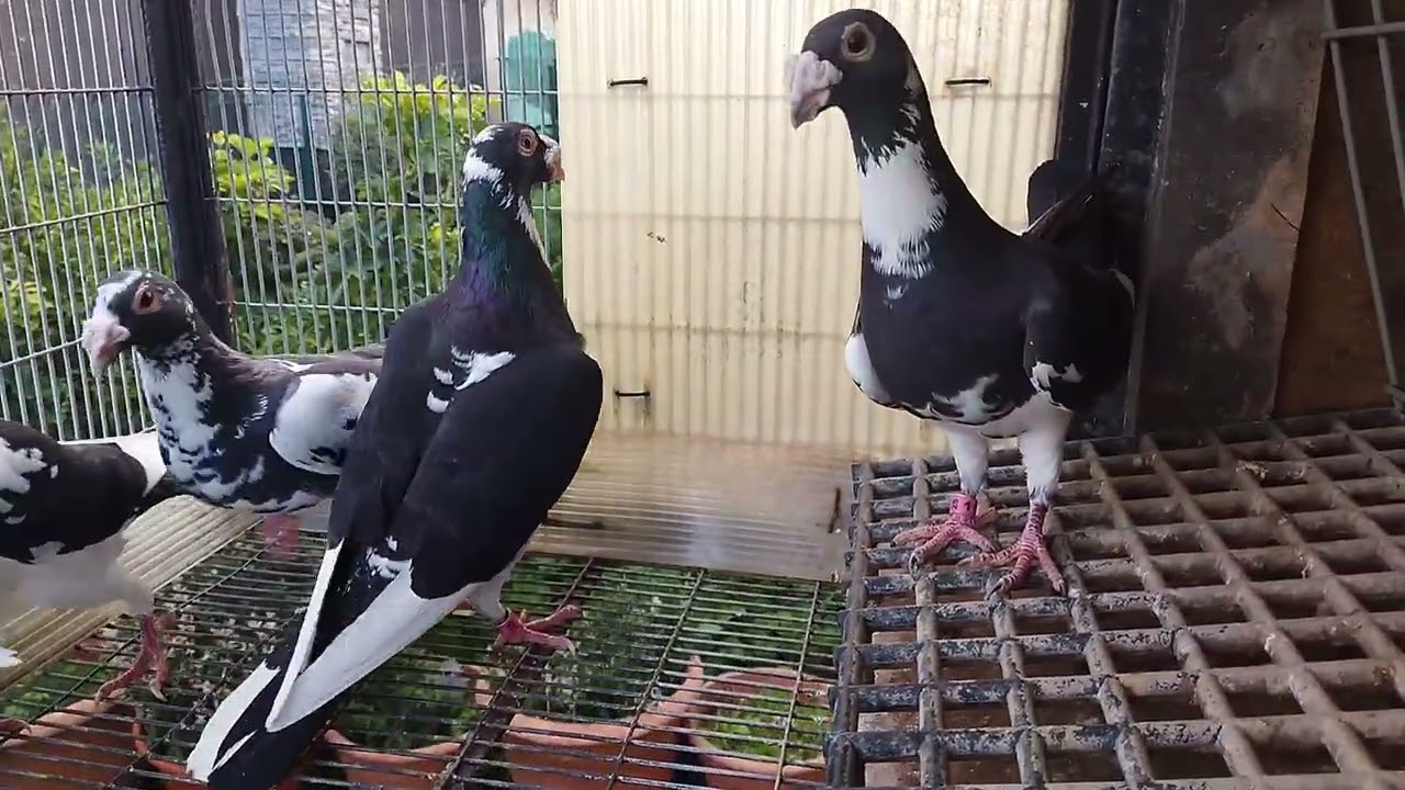 🇵🇹 Pretos e Brancos 2025, 1ª Parte