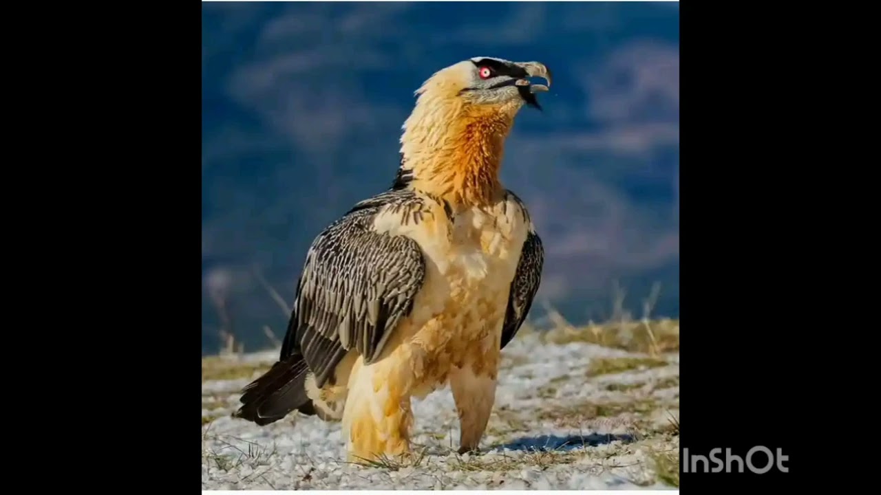 The bearded vulture: fascinating things you should know 