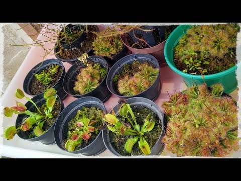 Vídeo: Cultivo De Plantas Carnívoras No Jardim