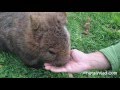 Вомбаты в Австралии на Тасмании - Wombats in Tasmania
