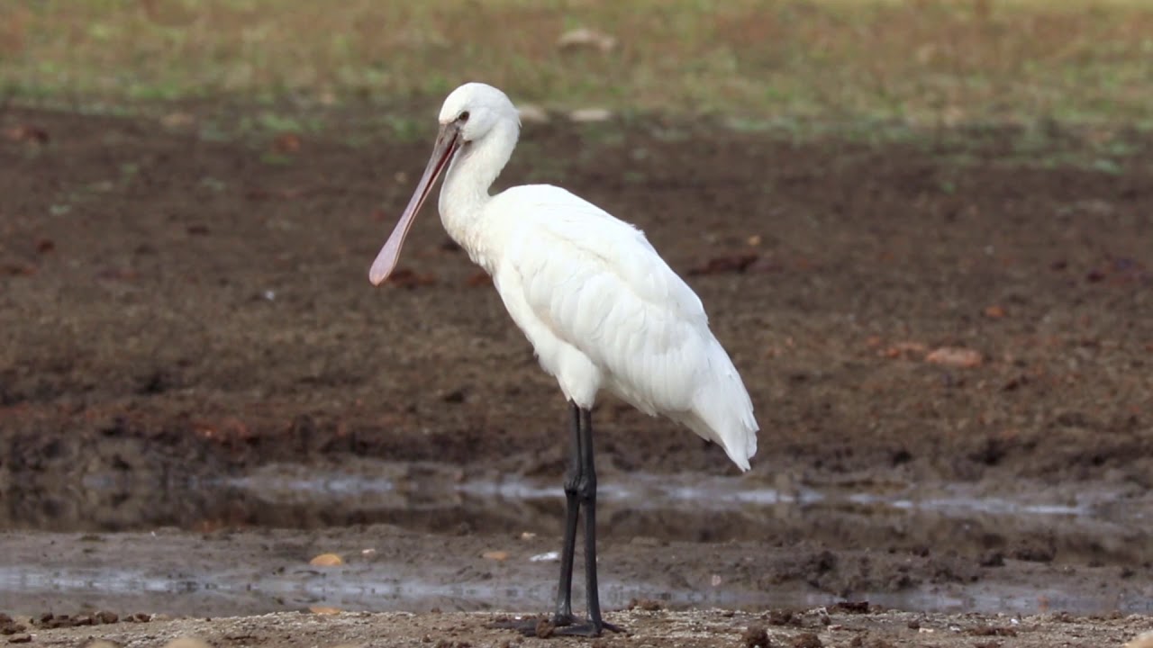 Eurasian Spoonbill Platalea leucorodia | Indian Bird Videos #18 