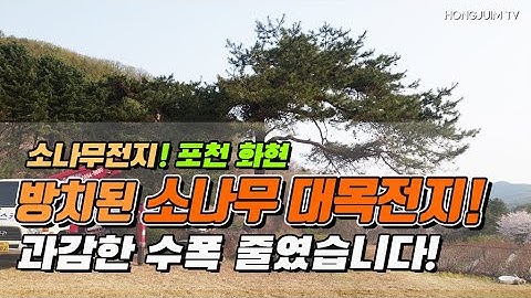 소나무전지! 포천 화현 / 방치된 소나무 대목전지... 과감한 수폭 줄였습니다 /