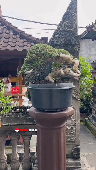 🔴 Bonsai sancang SULTAN 🔥🔥🤩 SANGAT ISTIMEWA || Mr. Suyana Putra