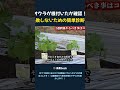 オクラが根付いたか確認！ 失敗しないための簡単診断術