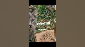 احمد بن طالب #القران القرآن الكريم راحه نفسيه