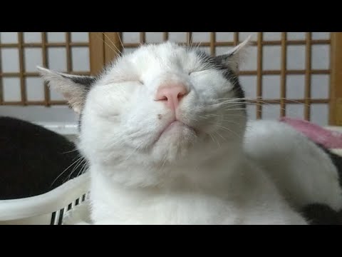 かご猫LIVE配信　210828