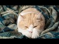 Antistress piano music for cats and kittens end stress with relaxation music 