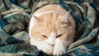 AntiStress Piano Music for Cats and Kittens, End Stress With Relaxation Music