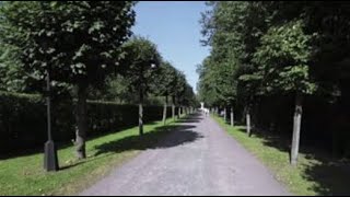 The health benefits of trees The health benefits of trees