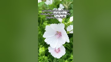 تلاوة خاشعة بصوت جمييل جدا/طبيعة وطيور(لا إله إلا الله محمد رسول الله )
