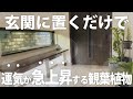【玄関に飾るだけ】運気が急上昇する観葉植物 10選【風水効果】