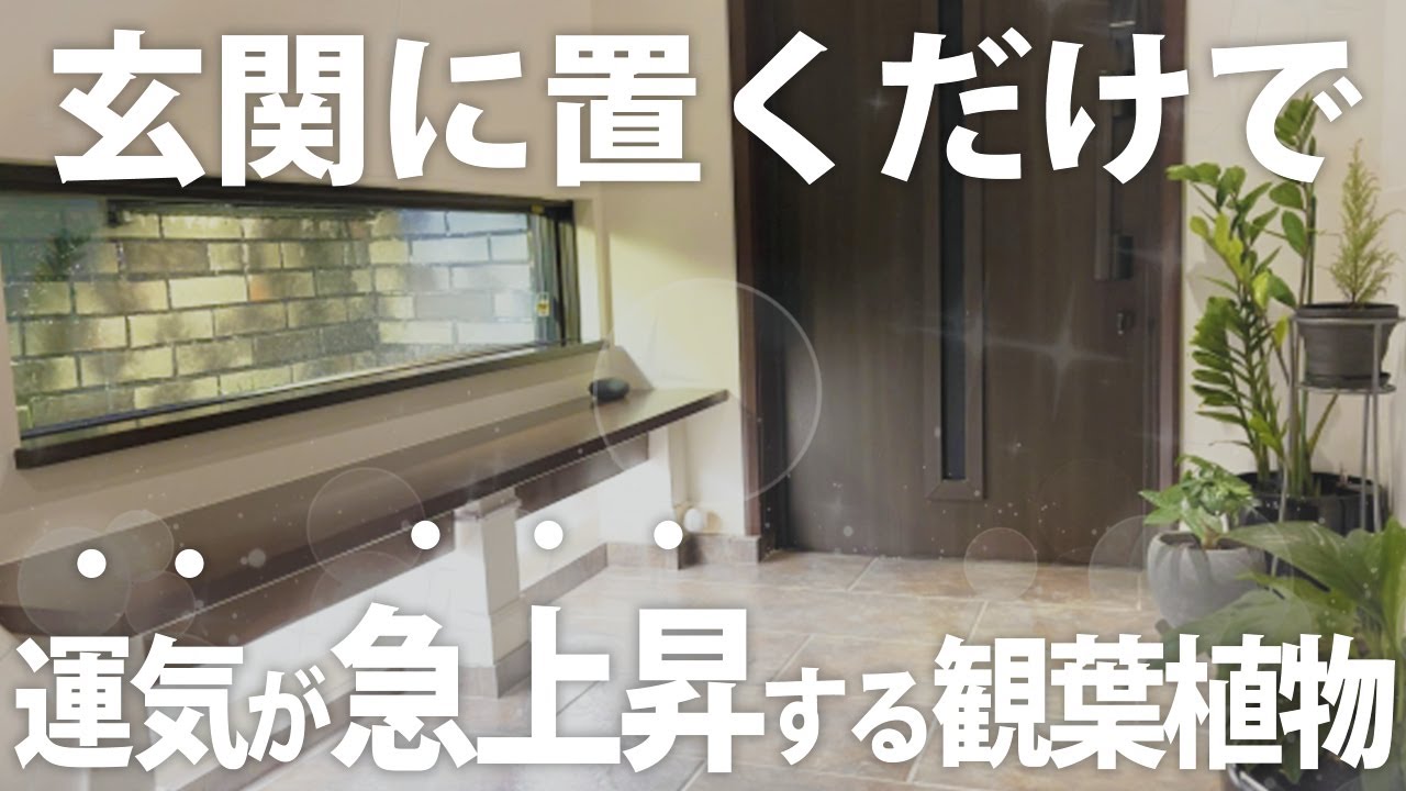 [Просто поставьте его у входа] 10 комнатных растений, которые принесут вам удачу [Эффект фэн-шуй]