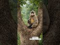 डॉन बिल्ला 🤣 #funny #funnyanimal #comedy #comedyvedio #thethar #thetharanimalscomedy