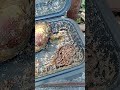 GOLD MINE BIOLOGIC  DAY 1 #thesoilfactory #soldierflies #lafábricadetierra #garden #composting