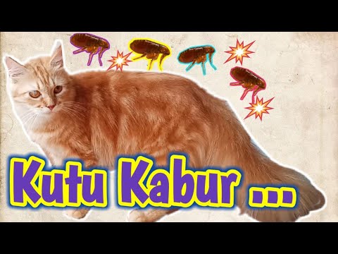 Video: Cara Menghilangkan Kutu Pada Kucing