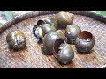 Survival skill find and cook snail in forest   collect snail for food