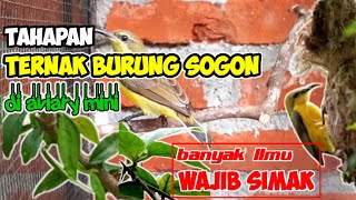 TIPS DAN CARA TERNAK BURUNG SOGOK ONTONG DI AVIARY MINI || Breeding Sogon