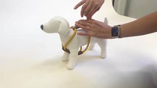 Step-By-Step Putting On & Taking Off The Essential Harness