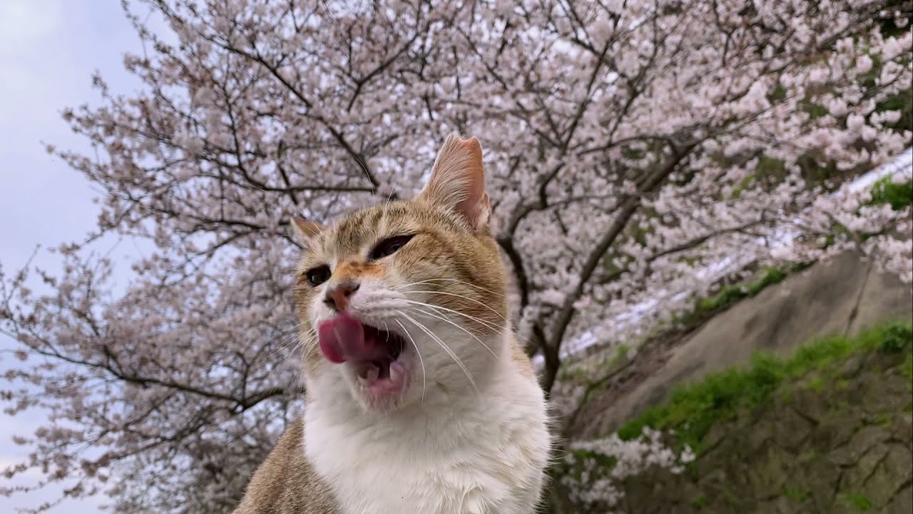 満開の桜を見ていたら、三毛猫さんがやってきて - YouTube