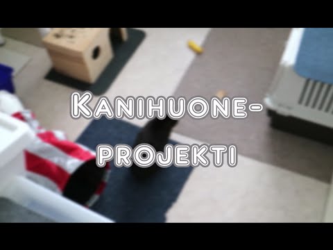 Video: Huoneen Krysanteemihoito