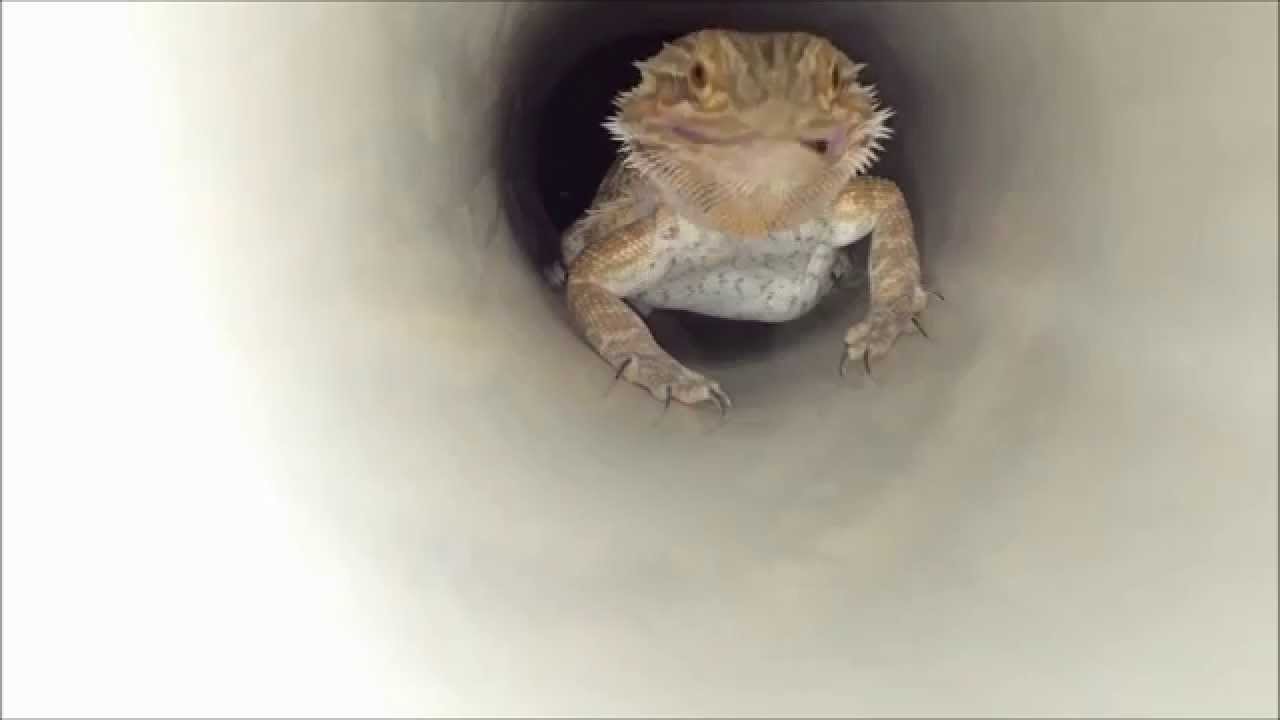 Bearded Dragons Feeding Compilation YouTube