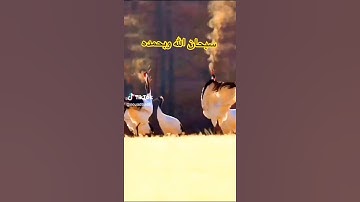 أَلَمْ تَرَ أَنَّ الله يُسَّبَحُ لَهُ مَنْ فَي السَّمَاواتِ وأَلارضِ /سوره النور