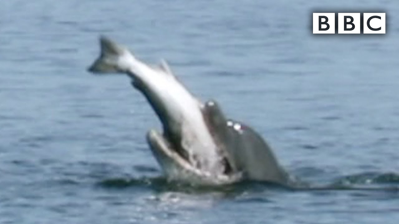 Dolphin bites off more than it can chew! BBC YouTube