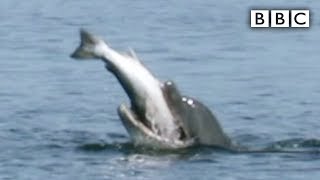 Dolphin bites off more than it can chew! - BBC