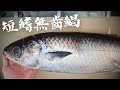 短鰭無齒鯧 台灣魚類資料庫沒照片的少見魚種