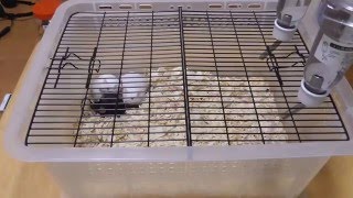 マウス専用ケージ買いました - YouTube