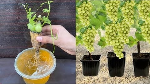 Simple Method propagate Grape Tree With Banana ,, Growing Grape Tree From Grape Fruit For Beginners