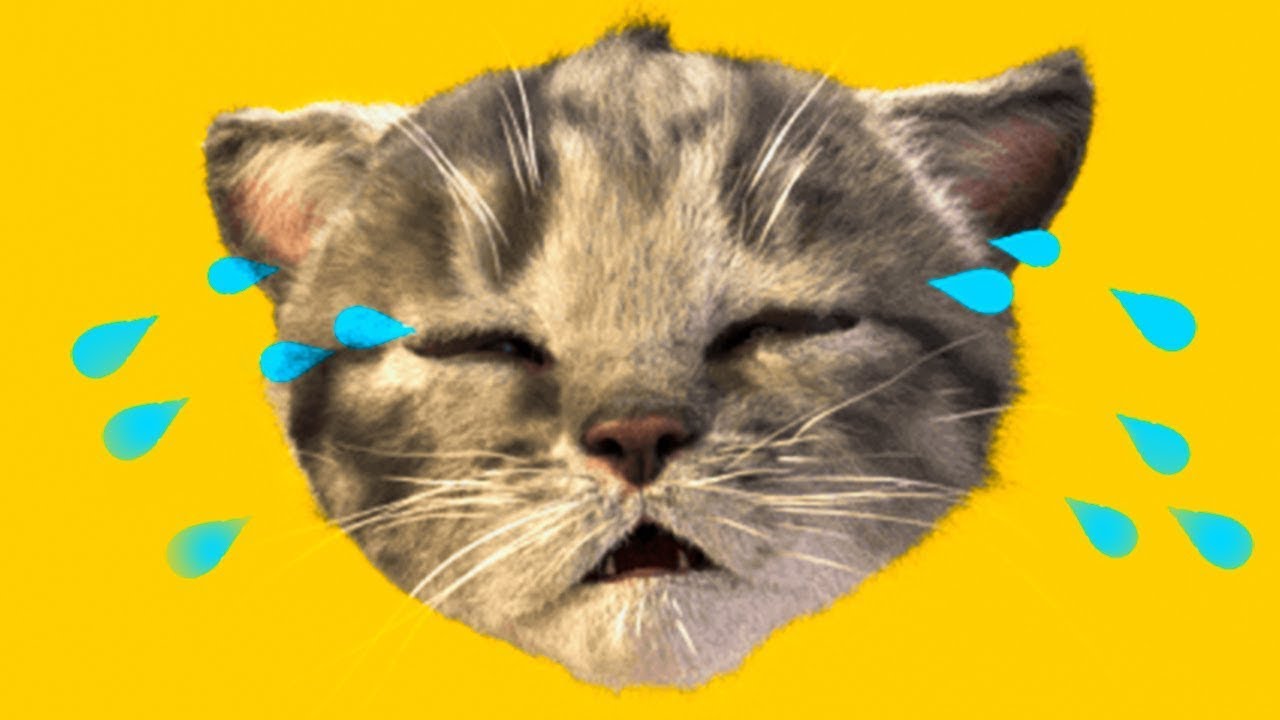 Little Kitten Preschool Adventure Education Games iOS Kids Play Fun Cute Kitten Pet Care Learn #634