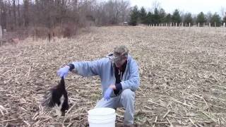 How to remove the odor from a skunk