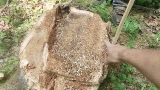 Timber Harvest #27 Gates Logging and Wheeland Lumber Co