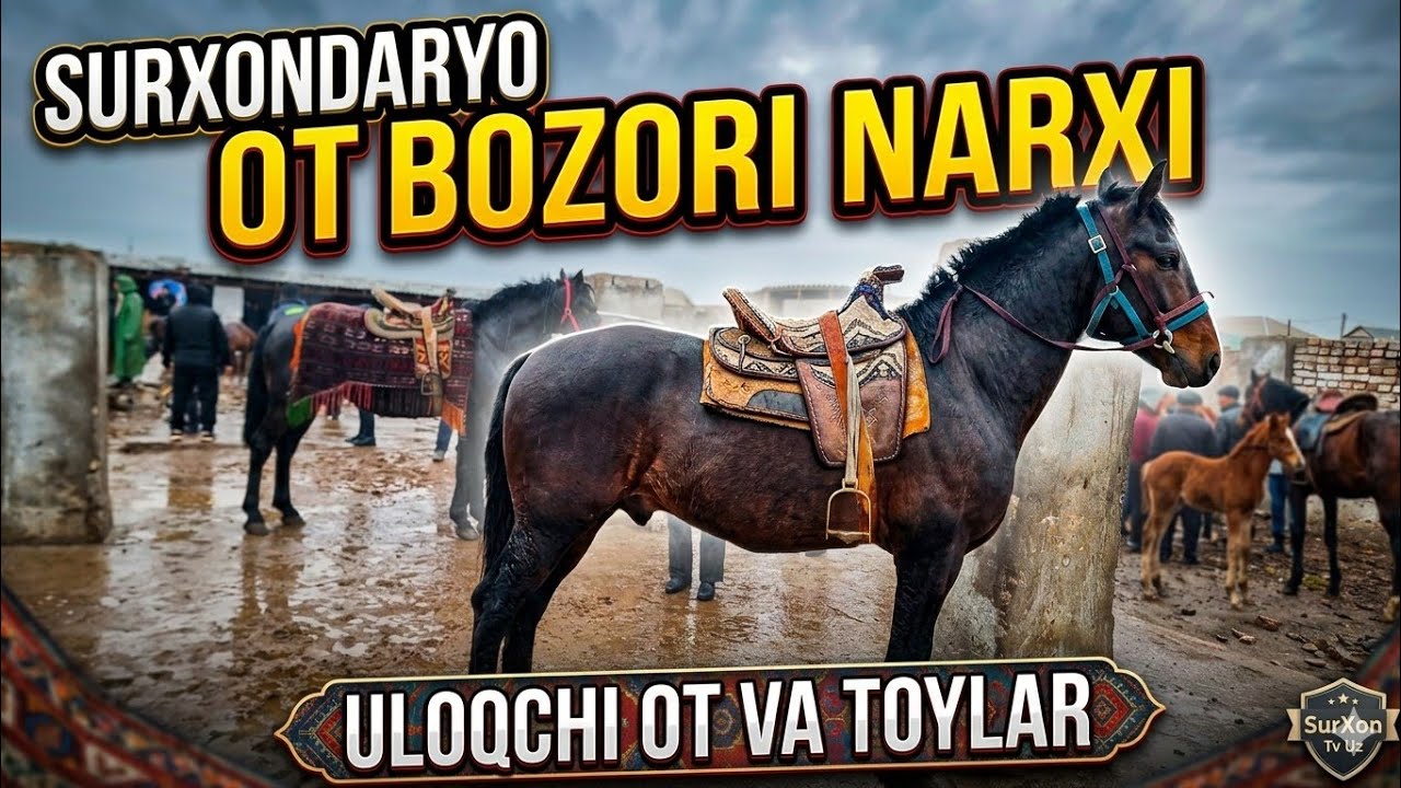 Ot bozor Narxlari 5-Mart 2026 Surxandaryo Ot bozori 