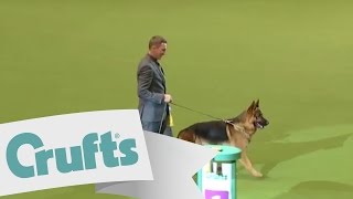 Best in Group - Pastoral | Crufts 2011 sponsored by dfs