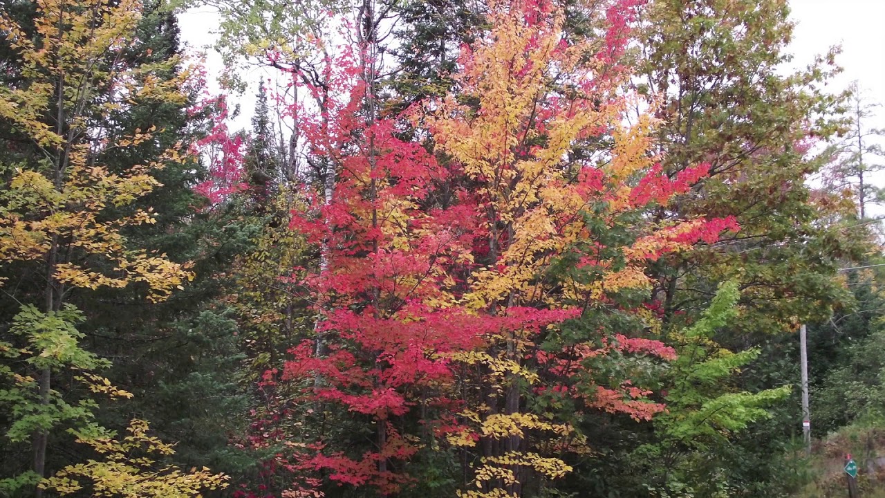 Fall colors 2018 - YouTube