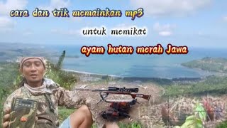 How to play MP3‼️for hunting 🐓Javanese red junglefowl #hunting #adventure