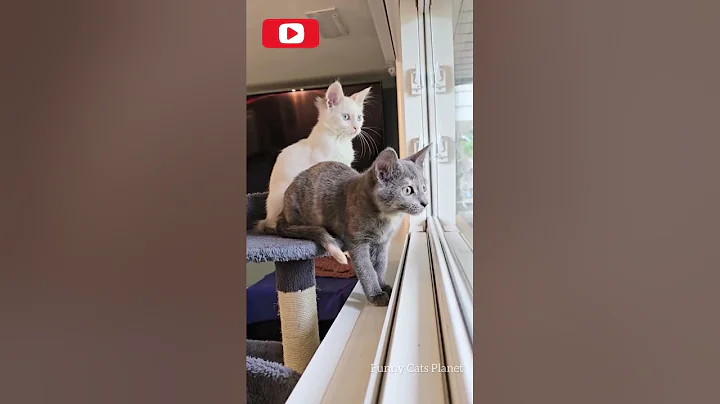 Watch the video about Cats. Funny video