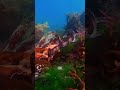 Cat shark - a diver's underwater companion 🐾🌊#shorts #nature #ocean #wildlife #sea #underwater
