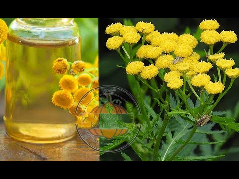 Video: Zdravljenje pršic na sukulentnih rastlinah – Več o poškodbah in nadzoru sočnih pršic