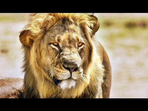 Afrika Das Magische Königreich Stream Afrika Das Magische Königreich Stream